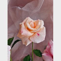 Klassik rose kit