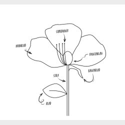 LAV FINE PAPIRBLOMSTER 